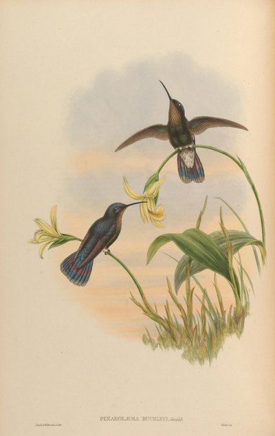 Pinarolaema buckleyi = Colibri coruscans coruscans von John Gould